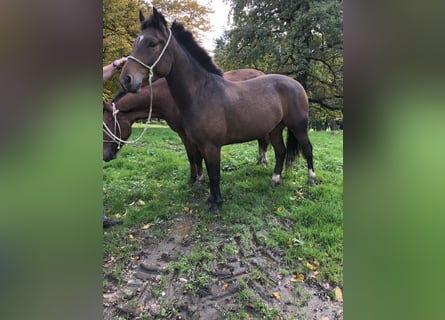 Freiberger, Wallach, 3 Jahre