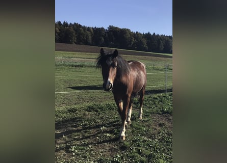 Freiberger, Gelding, 4 years, 14.2 hh, Brown