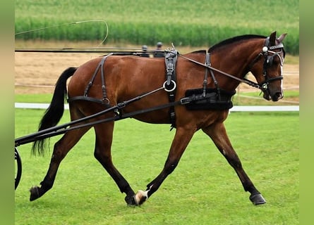 Freiberger, Gelding, 4 years, 15.2 hh, Bay-Dark