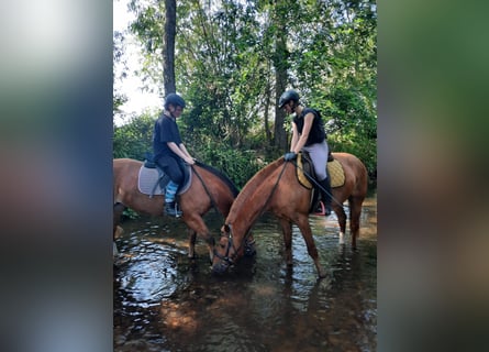 Freiberger, Gelding, 4 years, 15.2 hh, Brown