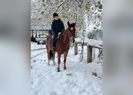 Freiberger, Gelding, 4 years, 15.2 hh, Brown
