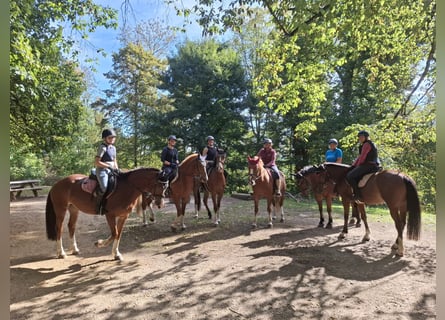 Freiberger, Gelding, 4 years, 15.2 hh, Chestnut-Red