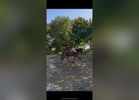 Freiberger, Gelding, 4 years, 15 hh, Brown