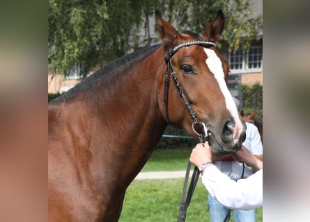 Freiberger, Gelding, 4 years, 15,2 hh, Bay-Dark