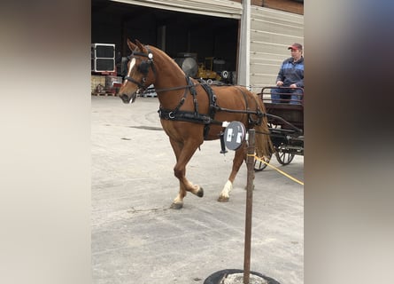 Freiberger, Gelding, 5 years, 14.3 hh, Brown