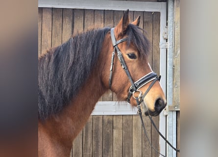 Freiberger, Gelding, 5 years, 14,3 hh, Brown