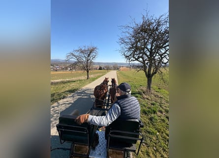 Freiberger, Gelding, 5 years, 14,3 hh, Brown