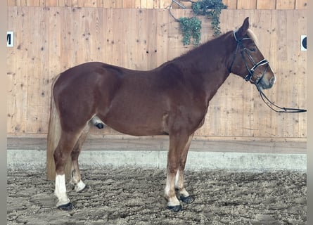 Freiberger Mix, Gelding, 5 years, 15,2 hh, Chestnut-Red