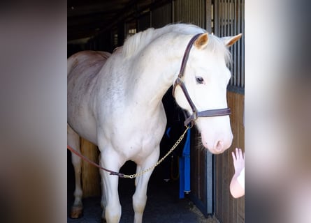Freiberger, Gelding, 6 years, 15,1 hh, Gray