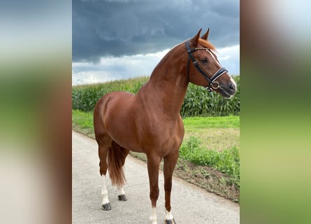 Freiberger, Gelding, 8 years, Chestnut-Red