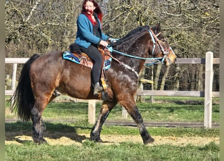 Freiberger Mix, Gelding, 9 years, 15,1 hh, Brown