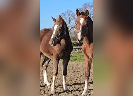 Freiberger, Hengst, 1 Jaar, 160 cm, Donkere-vos