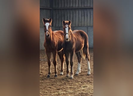 Freiberger, Hengst, 1 Jaar, 160 cm, Vos