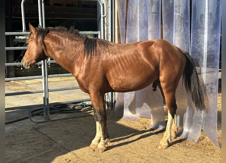Freiberger, Hengst, 4 Jahre, Brauner