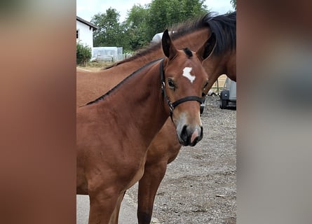 Freiberger, Hengst, Fohlen (03/2026), 157 cm, Brauner