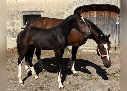 Freiberger, Hengst, Veulen (05/2026), 154 cm, Donkerbruin