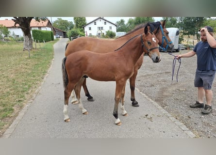Freiberger, Hengst, Veulen (03/2026), 157 cm, Bruin