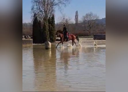 Freiberger, Klacz, 10 lat, 155 cm, Gniada