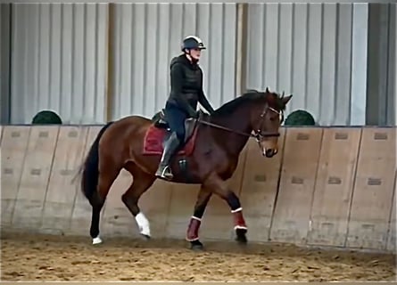 Freiberger, Klacz, 14 lat, 157 cm, Gniada