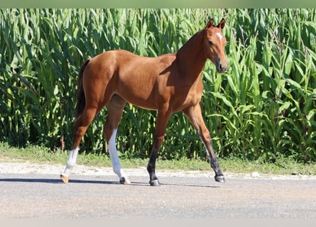 Freiberger, Klacz, 2 lat, 157 cm, Gniada