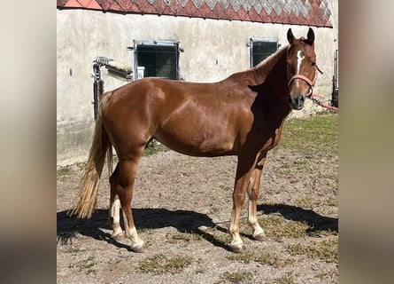 Freiberger, Klacz, 3 lat, 148 cm, Kasztanowata