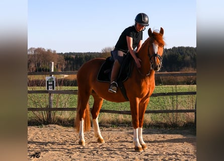 Freiberger, Klacz, 3 lat, 152 cm, Kasztanowata