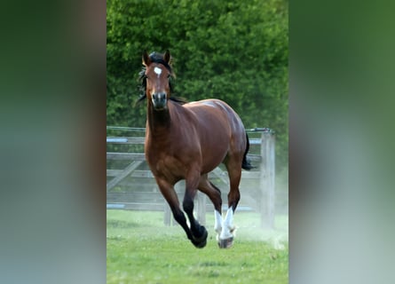 Freiberger, Klacz, 5 lat, 159 cm, Gniada