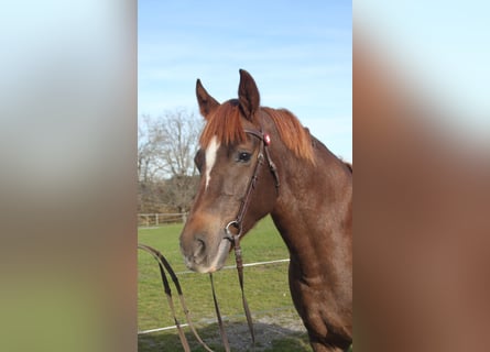 Freiberger, Mare, 11 years, 15.1 hh, Chestnut