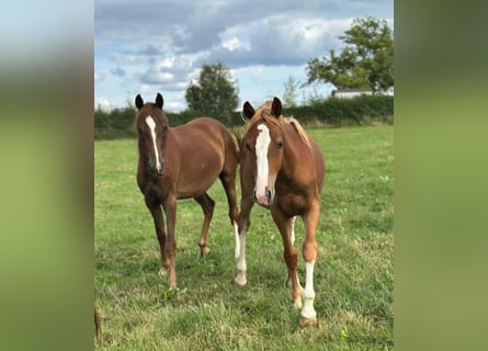 Freiberger Mix, Mare, 1 year, 14,1 hh, Chestnut-Red