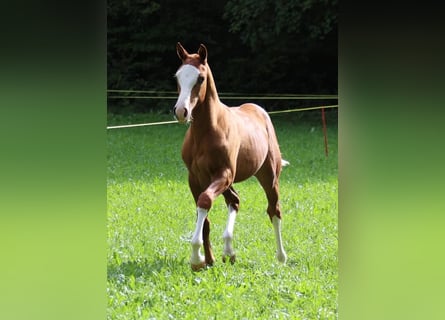 Freiberger, Mare, 2 years, 15,2 hh, Chestnut-Red