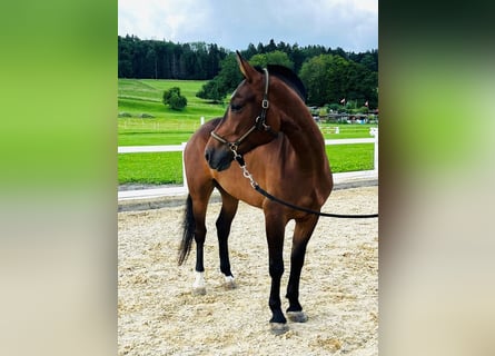 Freiberger, Mare, 3 years, 14.2 hh, Bay-Dark Freiberger, Mare, 3 years, 14.2 hh, Bay-Dark