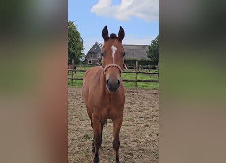 Freiberger, Mare, 3 years, 14,3 hh, Brown