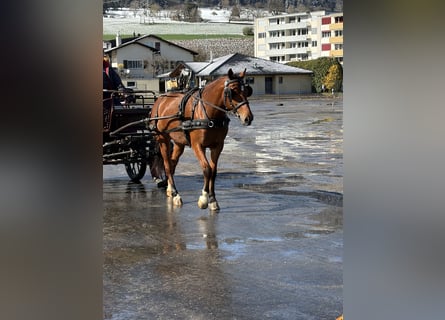 Freiberger, Mare, 3 years, 15.2 hh, Brown