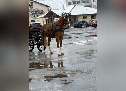 Freiberger, Mare, 3 years, 15.2 hh, Brown