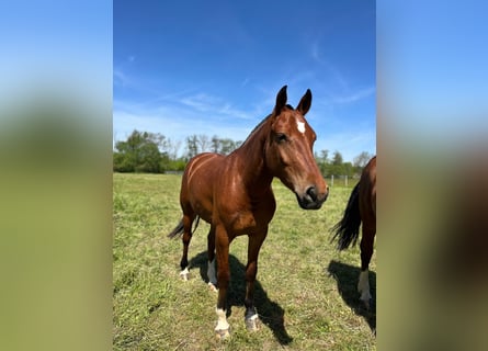Freiberger, Mare, 3 years, 15.2 hh, Brown