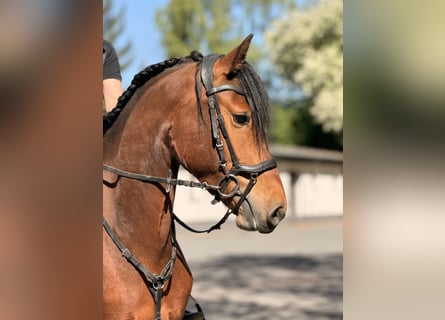 Freiberger, Mare, 3 years, 15 hh, Brown