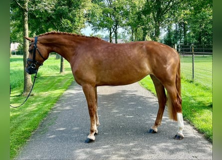 Freiberger, Mare, 4 years, 15.1 hh, Chestnut-Red