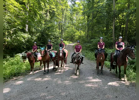 Freiberger, Mare, 4 years, 15.1 hh, Chestnut-Red