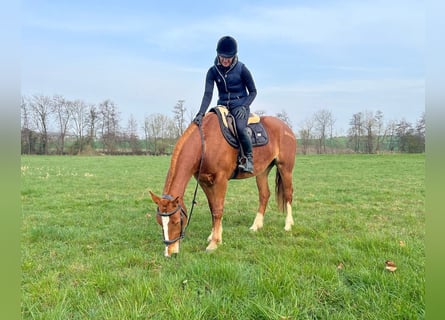 Freiberger, Mare, 4 years, 15.1 hh, Chestnut-Red