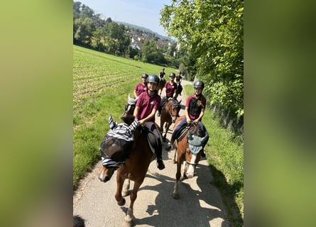 Freiberger, Mare, 4 years, 15.2 hh, Brown