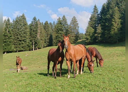 Freiberger, Mare, 4 years, 15 hh, Brown