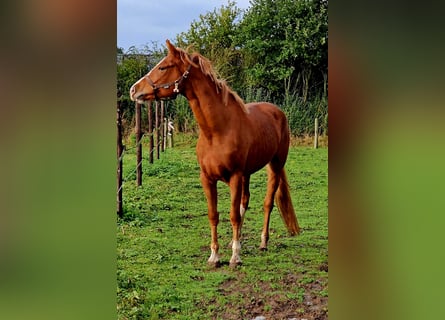 Freiberger, Mare, 4 years, 16 hh, Chestnut-Red