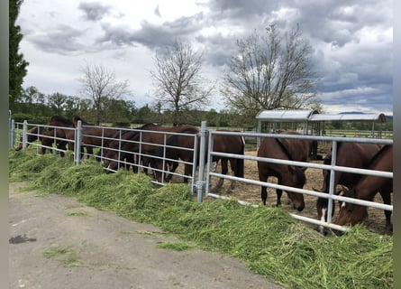 Freiberger, Mare, 5 years