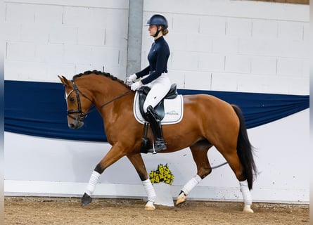 Freiberger, Mare, 6 years, 14,3 hh, Brown