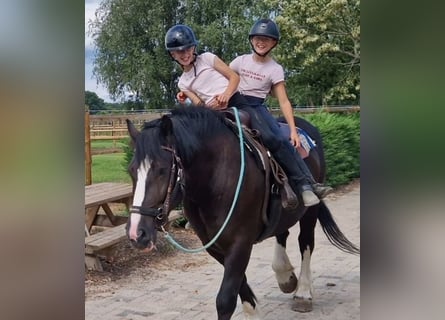 Freiberger Mix, Mare, 6 years, 15.2 hh, Black