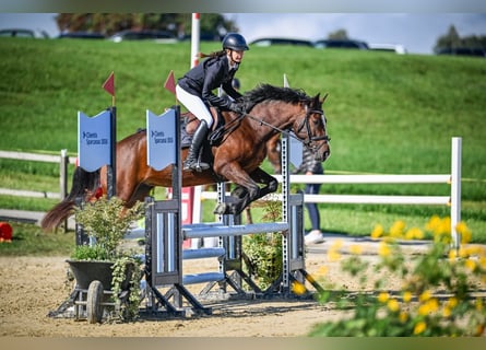 Freiberger Mix, Mare, 7 years, 15.1 hh, Brown