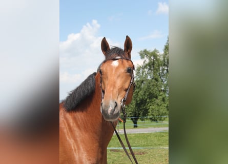 Freiberger, Mare, 7 years, 15.3 hh, Brown