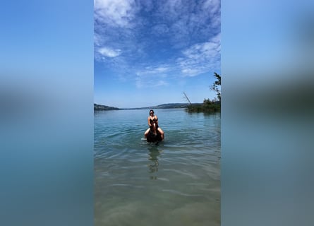 Freiberger, Mare, 7 years