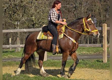 Freiberger, Mare, 8 years, 15,1 hh, Brown