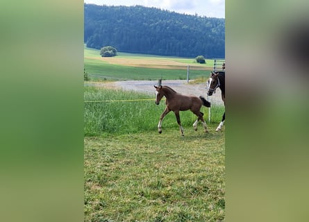 Freiberger, Mare, , Brown